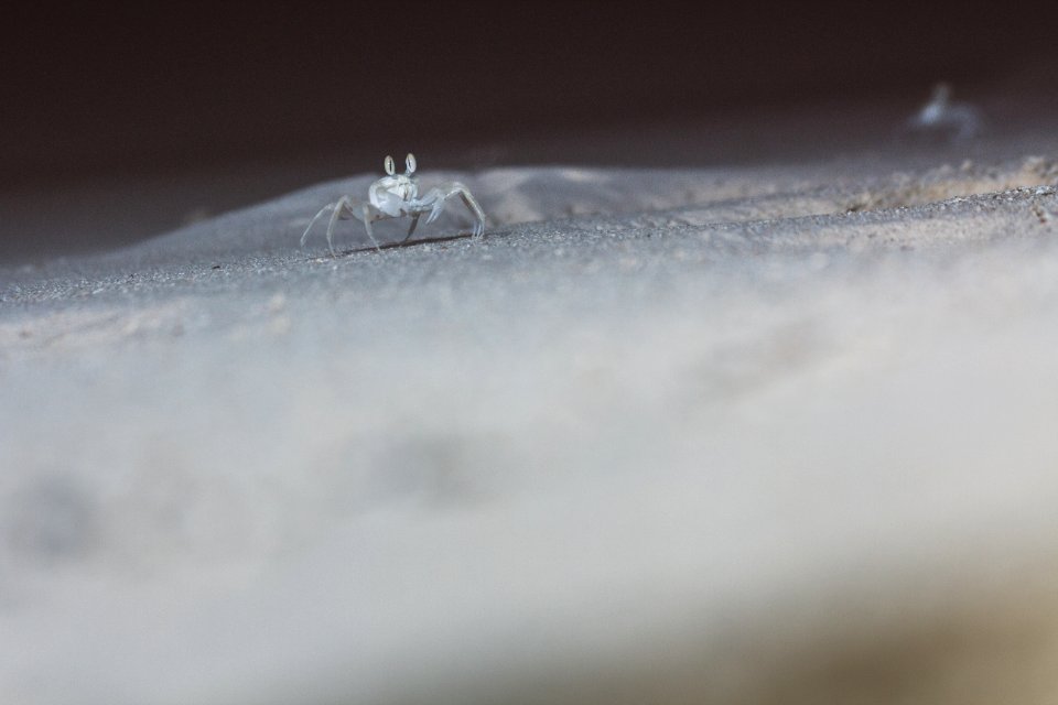Macro, Nighphotography, Crab