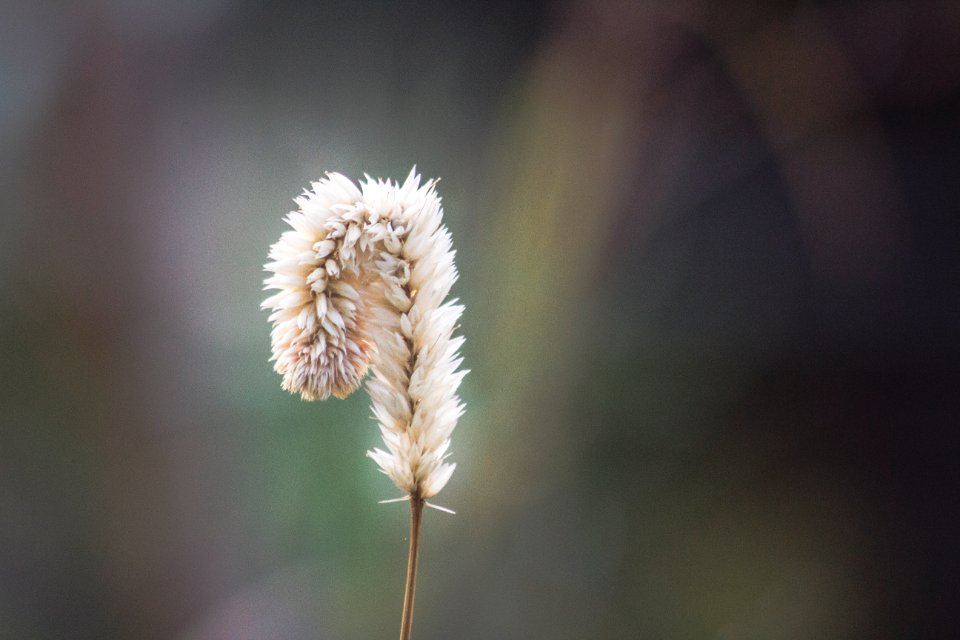 A single flower with a blurred background.