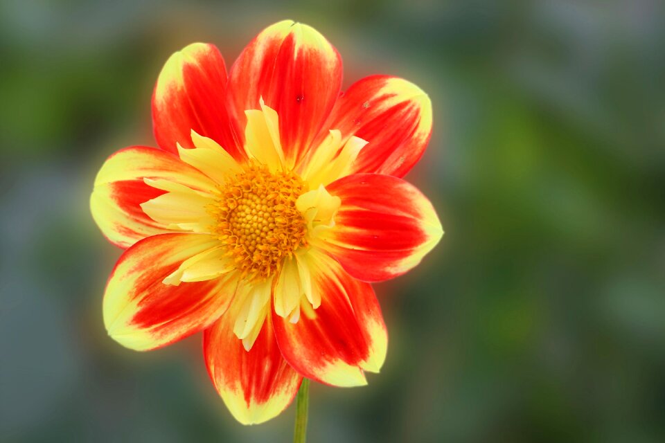Yellow red flower garden plant