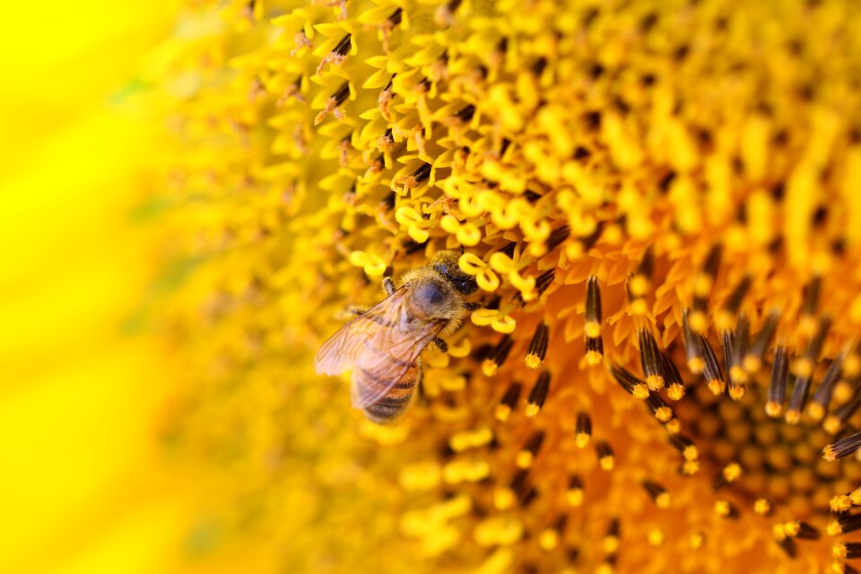 Bee insects park