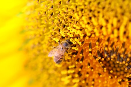 Bee insects park photo