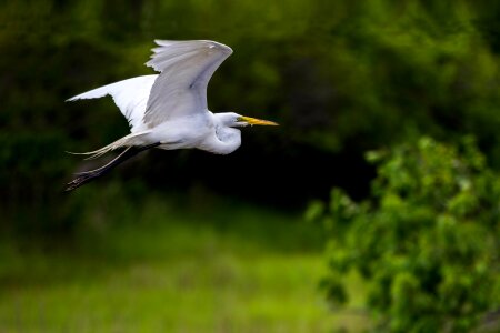 Flying nature water