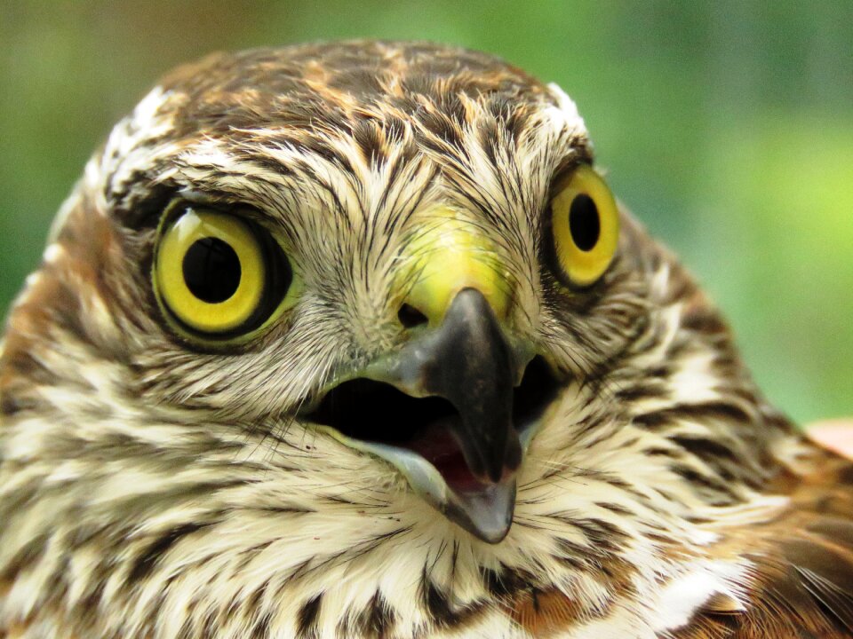 Bird of prey bill close up