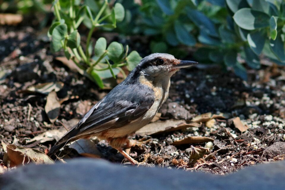 Wildlife beak feather