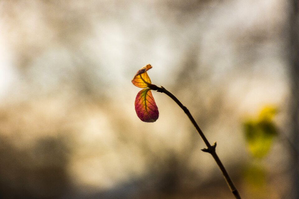 Brown autumnal flowers