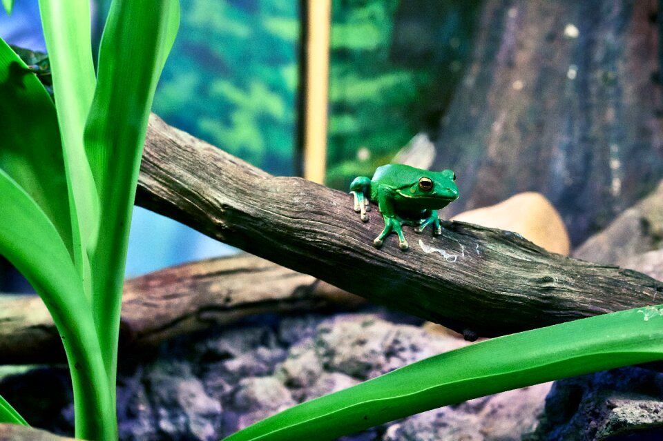 Green tree frog nature wood