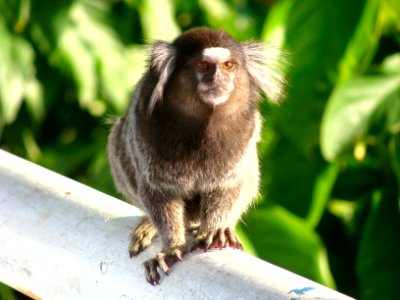 Rio de janeiro monkey, Rio de janeiro, Brazil photo