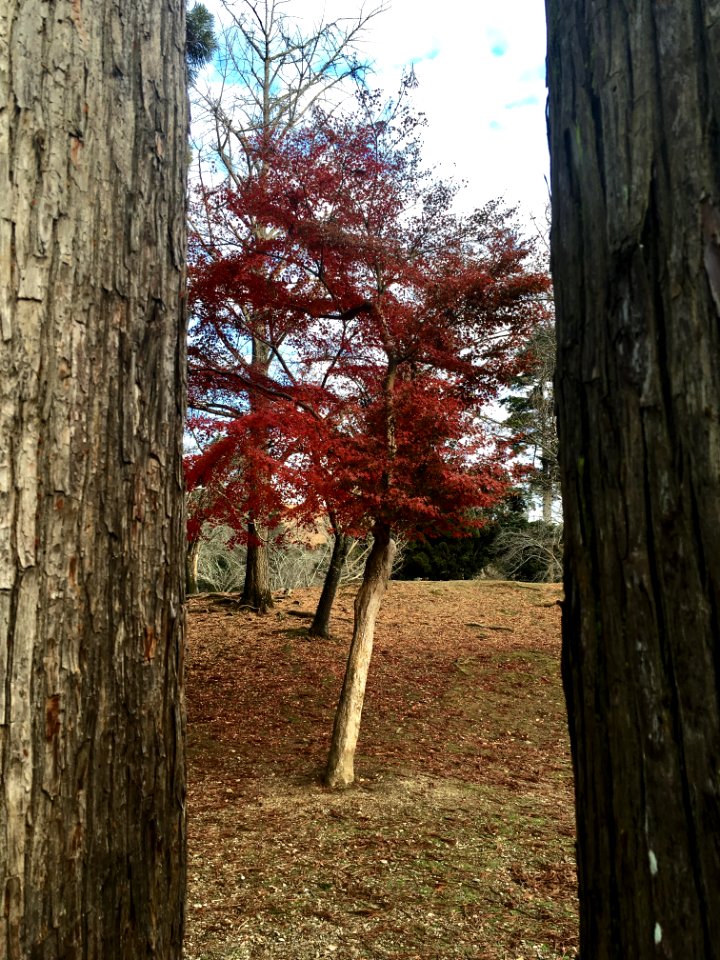 Tdaiji, Narashi, Japan