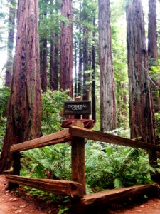 Muir woods national monument, Mill valley, United states
