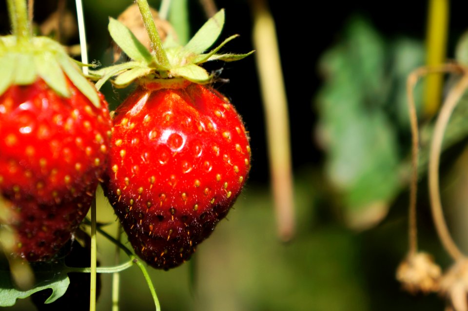 Paris, France, Strawberry