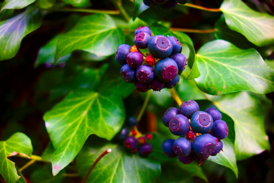 Nature berry produce