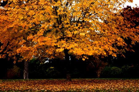 Paris, France, Yellow photo