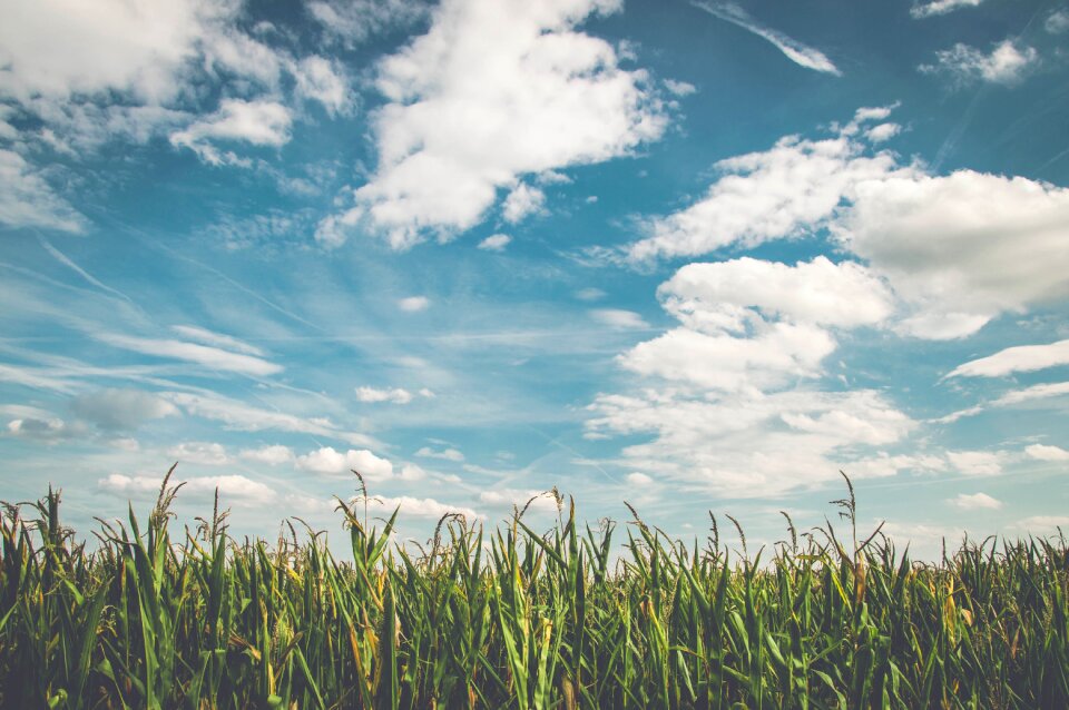 Fresh agriculture cornfield