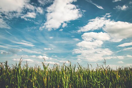 Fresh agriculture cornfield