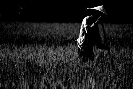 Farmer, Indonesia, Field