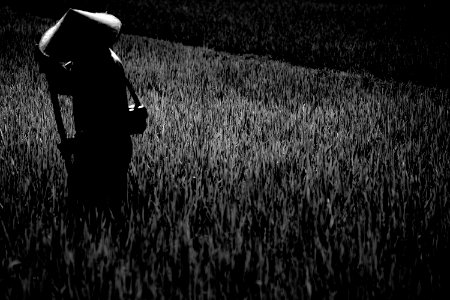 Rice field, Farmer, Indonesia photo
