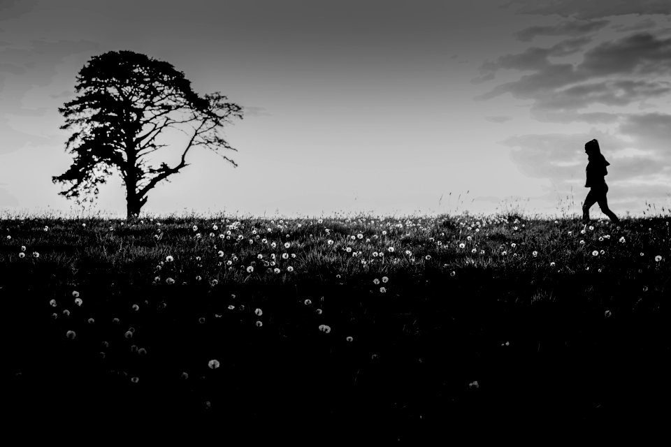 Poppies, Tree, Field
