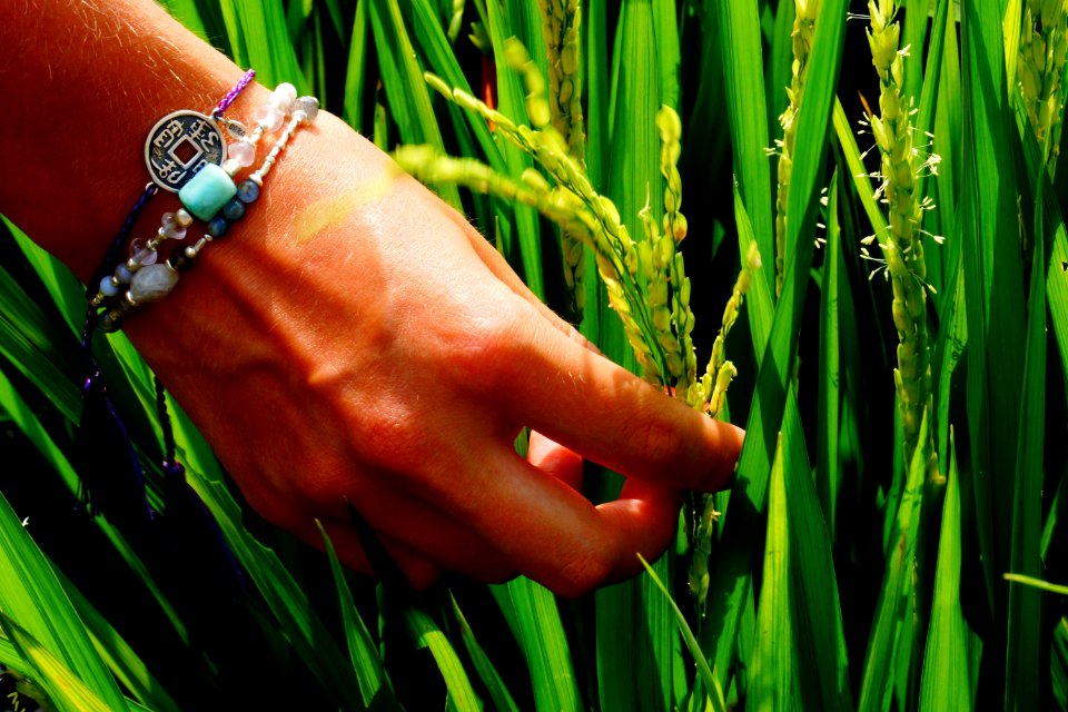 Bali, Indonesia, Rice