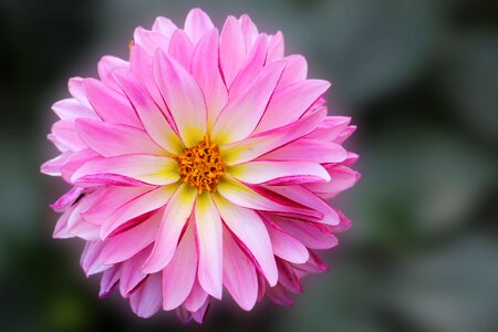 Flower garden plant dahlia garden