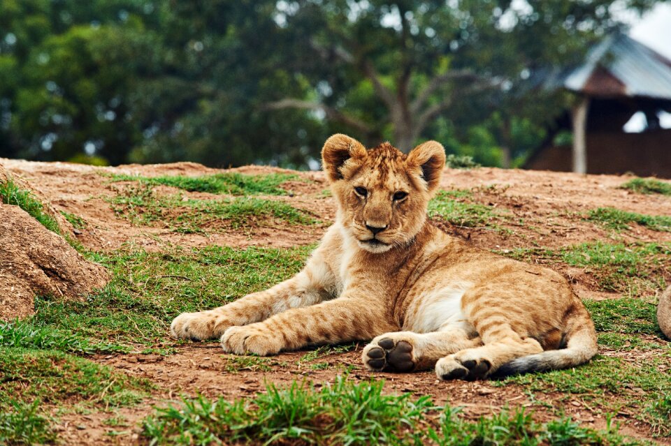 Lion lion cub nature