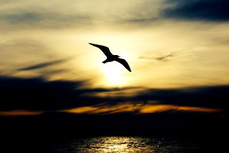 silhouette of bird in flight photo