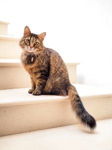 brown tabby cat on white stairs photo