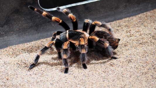 Hairy nature species