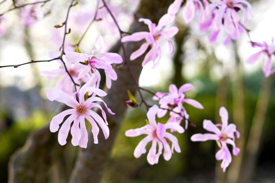 Spring, Flower, Pink