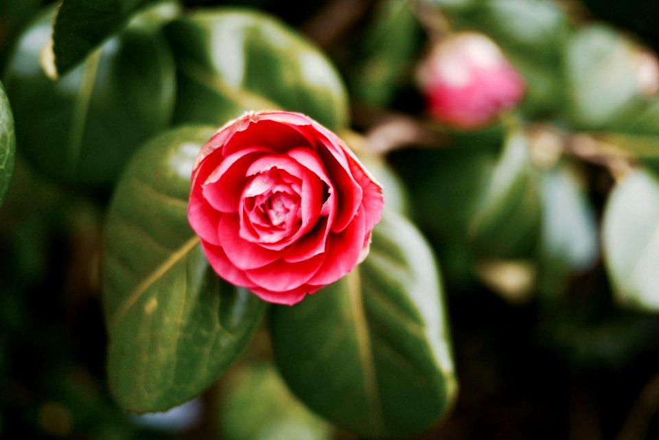 Spring, Camelia, Flowers