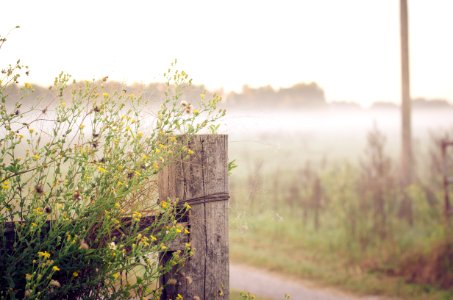 yellow petaled flowers beside brown wooden fence
