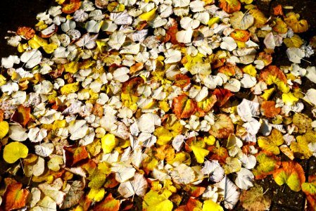 Park, Nature, Season