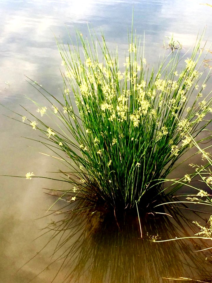 Peace, Reflection, Grasses