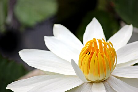 Nature lotus plant photo