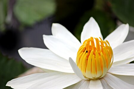 Nature lotus plant