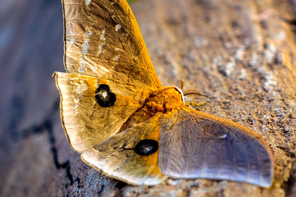 Africa, Kiunga, Fly
