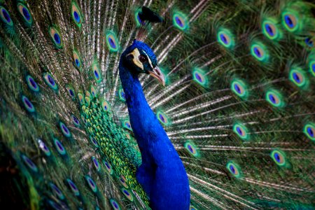close up photography of peacock photo