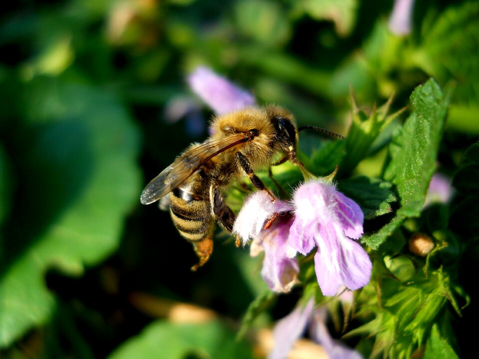 Flower flowers bee
