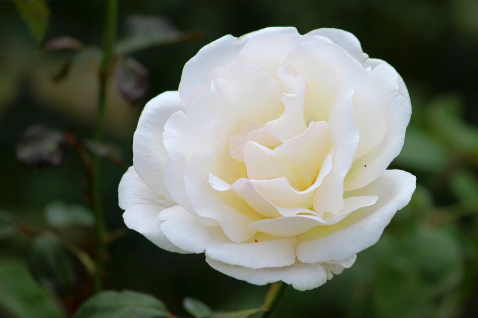 Blossom bloom rose bloom
