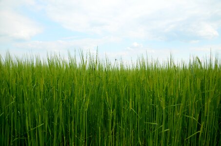 Field grain grass photo