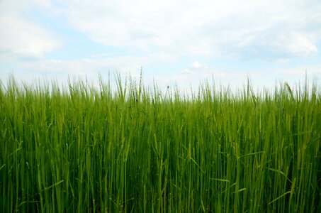 Field grain grass
