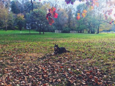 Fall, Autumn, Trees