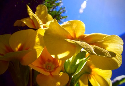 Penticton, Canada, Yellow photo