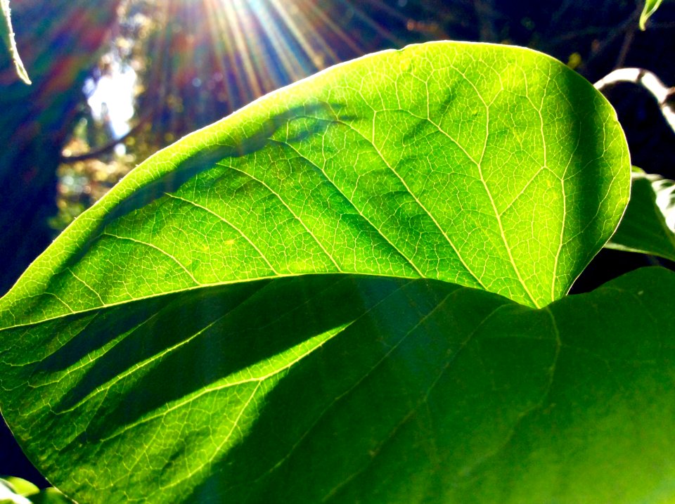 Penticton, Canada, Green
