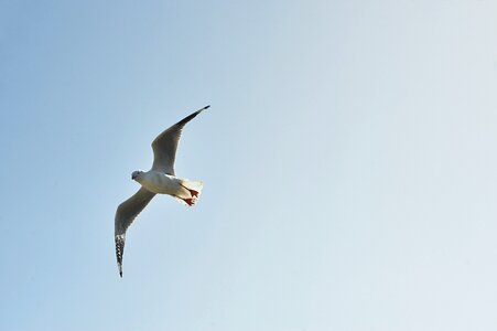 Seabird seagull sky photo