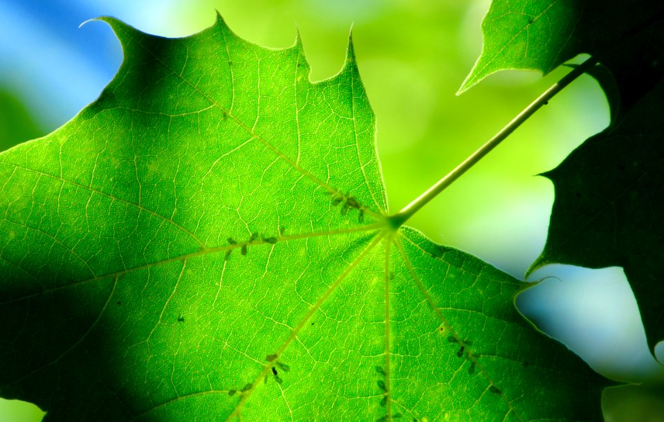 Penticton, Canada, Macro