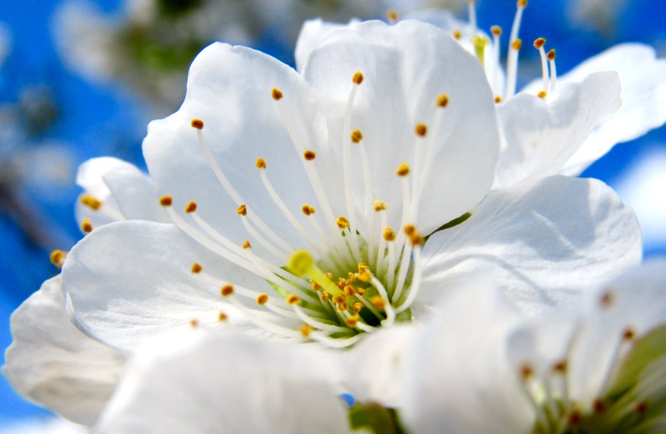 Penticton, Canada, White
