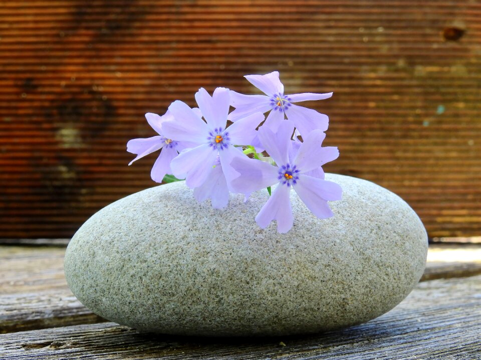 Nature plant spring