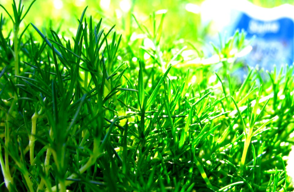 Penticton, Canada, Green