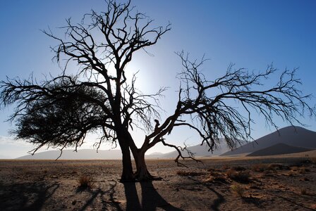 Desert namib sand dune photo