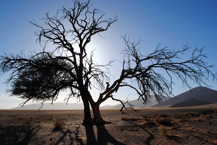 Desert namib sand dune